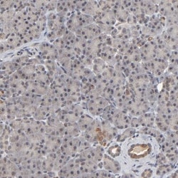 AUH Antibody, Novus Biologicals 0.1mL; Unlabeled:Antibodies, Polyclonal