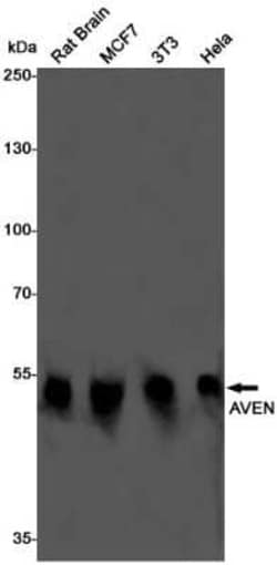 AVEN Rabbit anti-Human, Mouse, Rat, Clone: S06-7A9, Novus Biologicals:Antibodies:Primary