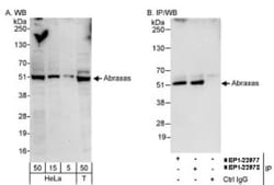 Abraxas Antibody, Novus Biologicals 0.1mL; Unlabeled:Antibodies, Polyclonal