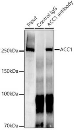Acetyl-CoA Carboxylase alpha/ACACA Rabbit anti-Human, Mouse, Rat, Clone: