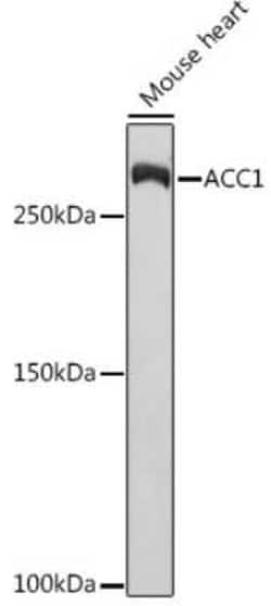 Acetyl-CoA Carboxylase alpha/ACACA Rabbit anti-Human, Mouse, Rat, Clone: