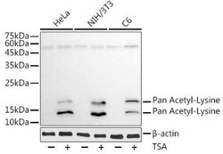 Acetyl-Lysine Antibody (3P8N3) - BSA Free, Novus Biologicals 100 &mu;g | Buy Online | Novus Biologicals | Fisher Scientific