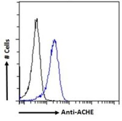 Acetylcholinesterase/ACHE Antibody, Novus Biologicals 0.1mg; Unlabeled:Antibodies,
