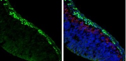 Acetylcholinesterase/ACHE Antibody, Novus Biologicals 0.1mg; Unlabeled:Antibodies,