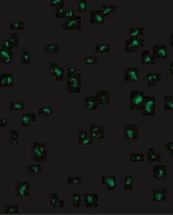 Acinus Antibody, Novus Biologicals 0.1mg; Unlabeled:Antikörper