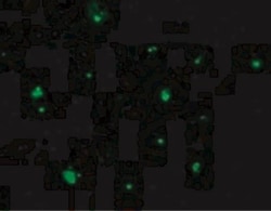 Acinus Antibody, Novus Biologicals 0.025 mg, Unconjugated:Antibodies, Polyclonal