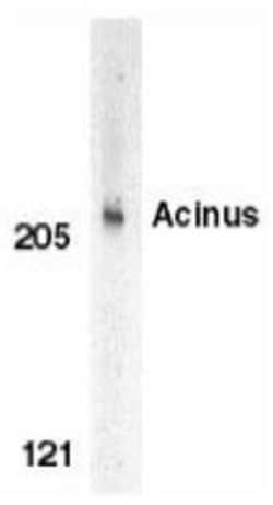 Acinus Antibody, Novus Biologicals 0.025 mg, Unconjugated:Antibodies, Polyclonal