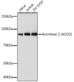Aconitase 2 Rabbit anti-Human, Mouse, Rat, Clone: 0P3H3, Novus Biologicals