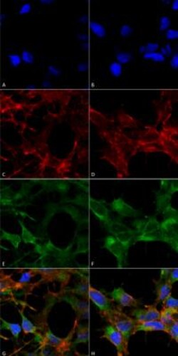 Acrolein Antibody (10A10), Novus Biologicals:Antibodies:Primary Antibodies