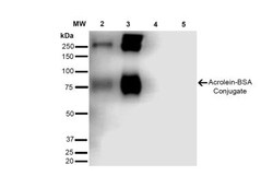 Acrolein Antibody (10A10), Novus Biologicals:Antibodies:Primary Antibodies