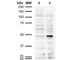 Acrolein Antibody (10A10), Novus Biologicals:Antibodies:Primary Antibodies