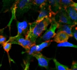 Acrolein Antibody (2H2), Novus Biologicals 100&mu;g; Unlabeled:Antibodies,