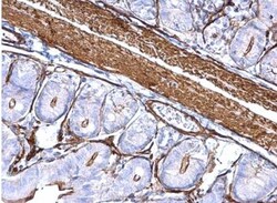 Actin Alpha 1 Cardiac Muscle Antibody, Novus Biologicals 0.1mL; Unlabeled:Antibodies,