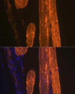 Actin Rabbit anti-Human, Mouse, Rat, Clone: 3U6B8, Novus Biologicals 100 &mu;g | Buy Online | Novus Biologicals | Fisher Scientific