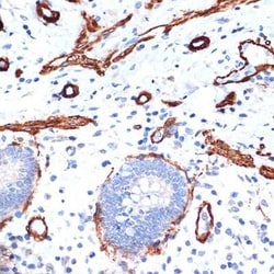 Actin Rabbit anti-Human, Mouse, Rat, Clone: 3U6B8, Novus Biologicals 100 &mu;g | Buy Online | Novus Biologicals | Fisher Scientific