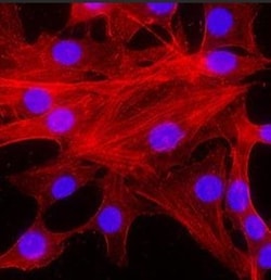 pan Actin Antibody (5J11), Novus Biologicals:Antibodies:Primary Antibodies