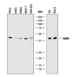 pan Actin Antibody (5J11), Novus Biologicals:Antibodies:Primary Antibodies