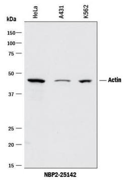 pan Actin Antibody (5J11), Novus Biologicals:Antibodies:Primary Antibodies