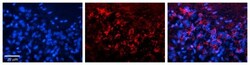 Adenine Nucleotide Translocase 1 Antibody, Novus Biologicals 0.05mg; Unlabeled:Antibodies,