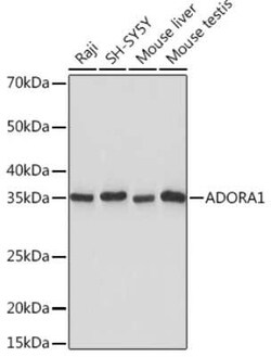 Adenosine A1R Rabbit anti-Human, Mouse, Rat, Clone: 8C3P3, Novus Biologicals 100 &mu;g | Buy Online | Novus Biologicals | Fisher Scientific