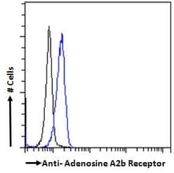 Adenosine A2b R Antibody, Novus Biologicals 0.1 mg | Buy Online | Novus Biologicals | Fisher Scientific
