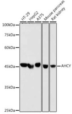 Adenosylhomocysteinase/AHCY Rabbit anti-Human, Mouse, Rat, Clone: 4E9H10,