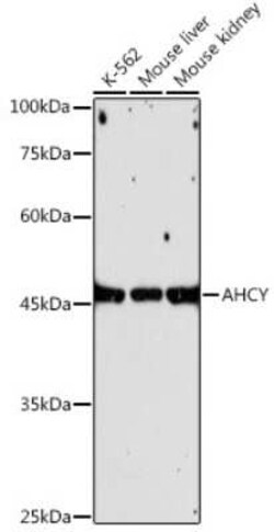 Adenosylhomocysteinase/AHCY Rabbit anti-Human, Mouse, Rat, Clone: 4E9H10,