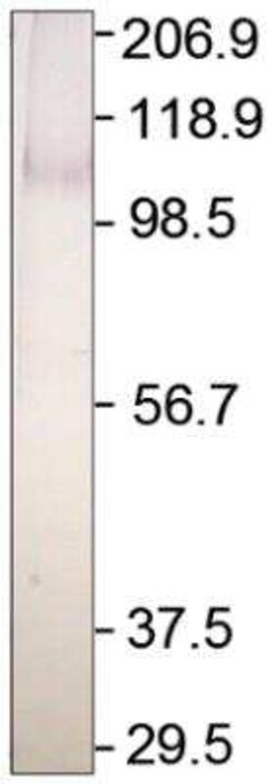 Adenylate Cyclase 2 Antibody, Novus Biologicals 100 &mu;g; Unconjugated:Antibodies,