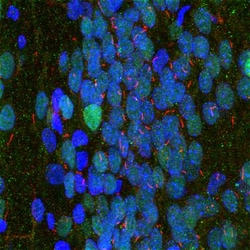 Adenylate Cyclase 3 Antibody, Novus Biologicals 0.025mL; Unlabeled:Antibodies,