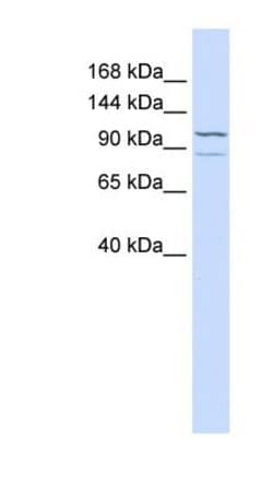 Adenylate Cyclase 6 Antibody, Novus Biologicals 0.05mg; Unlabeled:Antibodies,