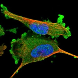 Adenylosuccinate Synthase Antibody, Novus Biologicals:Antibodies:Primary