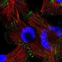 Afadin/AF-6 Antibody, Novus Biologicals 0.1mL; Unlabeled:Antibodies, Polyclonal