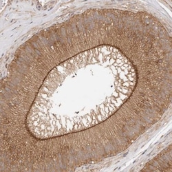 Afadin/AF-6 Antibody, Novus Biologicals 25 &mu;L; Unlabeled:Antibodies,