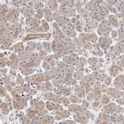 Afadin/AF-6 Antibody, Novus Biologicals 0.1mL; Unlabeled:Antibodies, Polyclonal