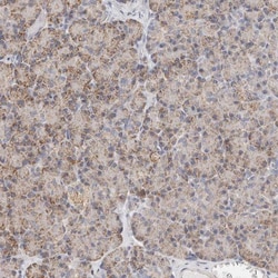 Afadin/AF-6 Antibody, Novus Biologicals 0.1mL; Unlabeled:Antibodies, Polyclonal