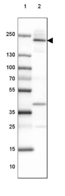 Afadin/AF-6 Antibody, Novus Biologicals 25 &mu;L; Unlabeled:Antibodies,