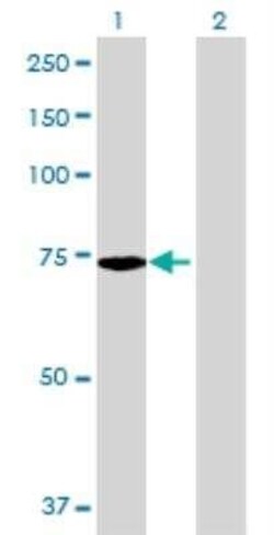 Novus Biologicals Afamin 293T Cell Transient Overexpression Lysate 0.1 mL | Buy Online | Novus Biologicals&trade; | Fisher Scientific