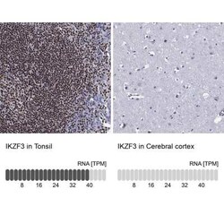 Aiolos/IKZF3 Rabbit anti-Human, Polyclonal, Novus Biologicals 100 &mu;g;
