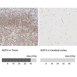 Aiolos/IKZF3 Antibody, Novus Biologicals:Antibodies:Primary Antibodies