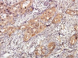 AKT1 Antibody (3A3), Novus Biologicals 0.1mL; Unlabeled:Antibodies, Monoclonal