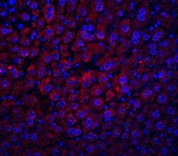 Albumin Antibody - BSA Free, Novus Biologicals 0.1mg; Unlabeled:Antibodies,