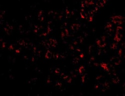 Albumin Antibody - BSA Free, Novus Biologicals 0.1mg; Unlabeled:Antibodies,