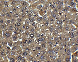 Albumin Antibody - BSA Free, Novus Biologicals 0.1mg; Unlabeled:Antibodies,