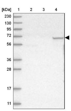Albumin Antibody, Novus Biologicals 0.1mL; Unlabeled:Antibodies, Polyclonal