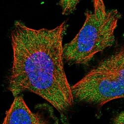 Aldehyde Oxidase 1/AOX1 Antibody, Novus Biologicals 0.1mL; Unlabeled:Antibodies,