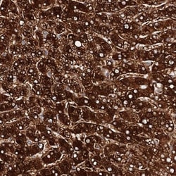 Aldehyde Oxidase 1/AOX1 Antibody, Novus Biologicals 0.1mL; Unlabeled:Antibodies,