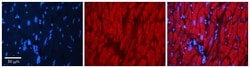Aldo-keto Reductase 1C1/AKR1C1 Antibody, Novus Biologicals:Antibodies:Primary