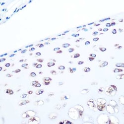 Aldolase A Rabbit anti-Human, Mouse, Rat, Clone: 4B2E5, Novus Biologicals 100 &mu;g | Buy Online | Novus Biologicals | Fisher Scientific