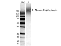 Alginate Antibody (4B10-1C5), Novus Biologicals 25 &mu;g | Buy Online | Novus Biologicals | Fisher Scientific
