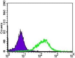 Alkaline Phosphatase, Intestinal Antibody (3B10E7) - BSA Free, Novus Biologicals:Antibodies:Primary
